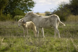 White donkey, baroque donkey, with foal in a meadow, in a tender pose, Lake Neusiedl National Park,