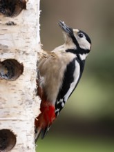 Great spotted woodpecker (Dendrocopos major) male, sitting at a feeder on the trunk of a birch