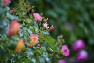 Several pink-orange coloured roses, in front of a green background, Miltenberg, Bavaria, Germany,