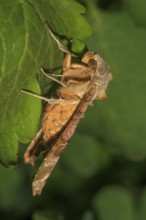 Side view of an agate owl (Phlogophora meticulosa) on a green leaf, Baden-Württemberg, Germany,