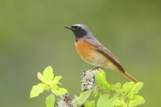 Common redstart (Phoenicurus phoenicurus), male on perch, songbird, wildlife, Neunkirchen im