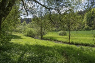 Spring meadow with river course in Auseßtal, Upper Franconia, Bavaria, Germany, Europe