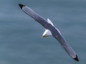 Black-legged Kittiwake, Rissa tridactyla, bird in flight over sea