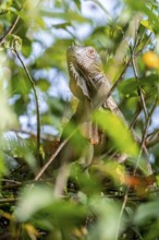 Green iguana (Iguana iguana) between leaves, Tortuguero National Park, Costa Rica, Central America