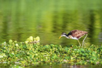 Yellow-fronted Jacana runs on aquatic plants, Tortuguero National Park, Costa Rica, Central America