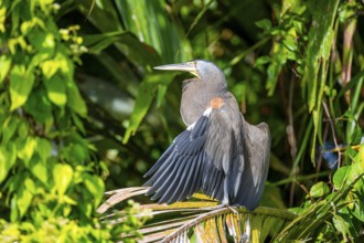 Bare-throated tiger heron (Tigrisoma mexicanum) in a tree, Tortuguero National Park, Costa Rica,