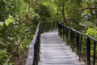 Path in the jungle in Cahuita National Park, Costa Rica, Central America