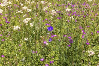 Blooming meadow with wild flowers such as Peach-leaved bellflower (Campanula persicifolia),