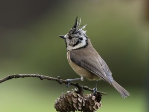 Crested Tit (Lophophanes cristatus) sitting on a lark branch covered with cones, North