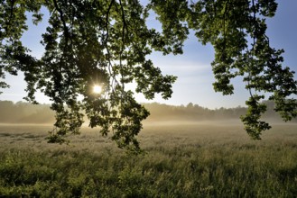 Morning sun over a grassy landscape in the fog, Sonnenstern, North Rhine-Westphalia, Germany,