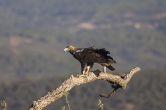 Iberian Eagle (Aquila adalberti), Spanish imperial eagle, Extremadura, Castilla La Mancha, Spain,