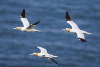 Northern Gannet, Morus bassanus, birds in flight over sea