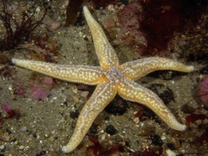 A beige-orange Common Starfish (Asterias rubens) spreads out on the sandy seabed. Dive site