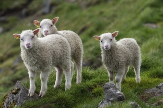 Sheep, lambs, Iceland, Europe