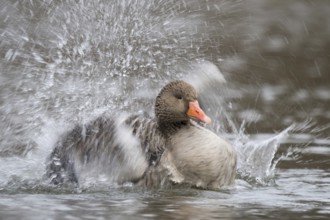 Greylag goose (Anser anser), bathing, water splashes, motion blur, Hesse, Germany, Europe