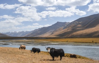 Yaks by a river, Burkhan Valley, Terskey Ala-Too, Tien Shan, Issyk Kul Province, Kyrgyzstan, Asia