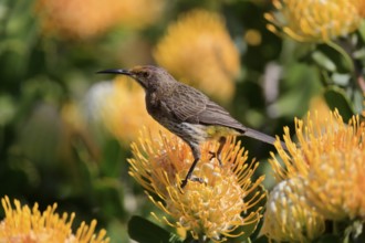 Cape Honeybird (Promerops cafer), adult, female, on flower, Protea, vigilant, Kirstenbosch Botanic