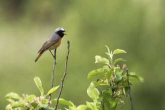 A Common redstart (Phoenicurus phoenicurus), male, singing on a twig with green leaves in the