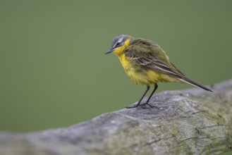 Western yellow wagtail (Motacilla flava), Lower Saxony, Germany, Europe