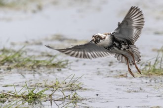 Ruff (Calidris pugnax), Lower Saxony, Germany, Europe