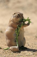 Black-tailed prairie dog (Cynomys ludovicianus), adult, feeding, standing upright, Sonoran Desert,