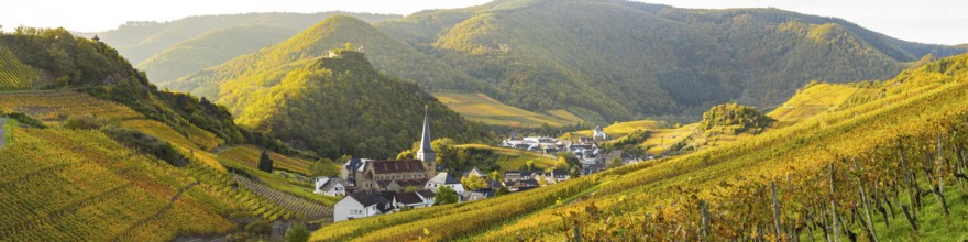 Vineyards in autumn, Mayschoß, Ahr valley, red wine of the Pinot Noir and Portugieser grape is