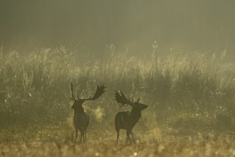 Fallow deer (Cervus dama), male, rut, Hesse, Germany, Europe