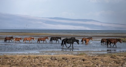 A herd of horses runs through the water at Song Kul mountain lake, Naryn region, Kyrgyzstan, Asia