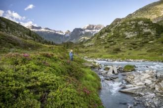 Photographer between alpine roses at the mountain stream Zemmbach, behind mountain peak Kleiner