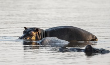 Hippopotamus (Hippopatamus amphibius), adult, in the water at sunrise, Sunset Dam Kruger National