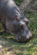 Hippopotamus (Hippopatamus amphibius) grazing, animal portrait, adult, Kruger National Park, South