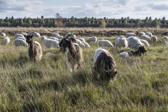 White horned Heidschnucken (Ovis gmelini) and Walliser goats (Capra aegagrus hircus) in the moor,