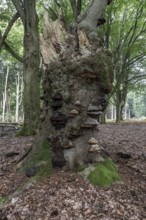 Deadwood with tinder fungus (Fomes fomentarius) in beech forest (Fagus sylvatica), Emsland, Lower