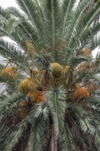 Canary Island date palm (Phoenix canariensis), fruit, Lanzarote, Canary Islands, Spain, Europe