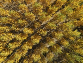 European Aspen (Populus tremula) in autumnal colours. Cultivated for timber. Aerial view. Drone