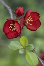 Chaenomeles japonica (Chaenomeles Japonica), Emsland, Lower Saxony, Germany, Europe