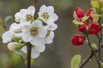 Japanese ornamental quince (Chaenomeles japonica), white form, Nordhorn Zoo, Lower Saxony, Germany,