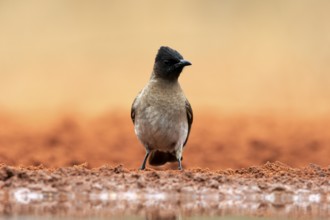 Grey bulbul (Pycnonotus barbatus), adult, at the water, Kruger National Park, Kruger National Park,