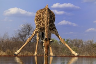 Southern giraffe (Giraffa camelopardalis giraffa), adult, drinking, at the water, Kruger National