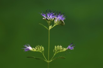 Clandon caryopteris (caryopteris x clandonensis), flower, flowering, Germany, Europe