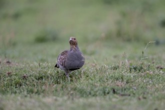 Gray partridge (Perdix perdix), Emsland, Lower Saxony, Germany, Europe