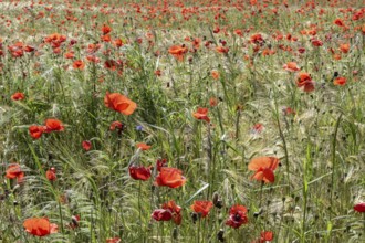 Poppy flower (Papaver rhoeas) in a grain field, Mecklenburg-Western Pomerania, Germany, Europe