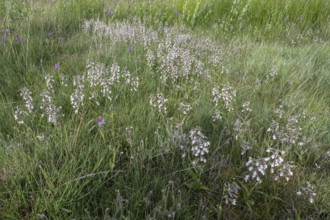 Marsh helleborine (Epipactis palustris), mass population, Emsland, Lower Saxony, Germany, Europe