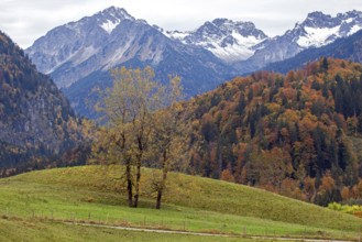 Autumn colours, autumn coloured trees, behind mountains of the Allgäu Alps, near marsh pond,