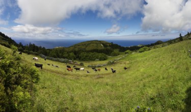 Wide pastureland scenery with grazing cows and volcanic hills in the background, Caldeira das Sete