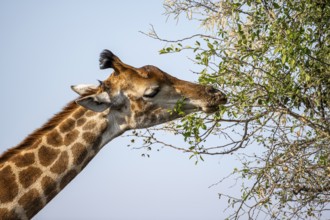 Southern giraffe (Giraffa giraffa giraffa) eating leaves on a tree, animal portrait, Kruger