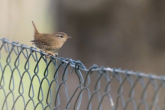 A wren (Troglodytes troglodytes) sitting on a metal wire fence in front of a blurred natural