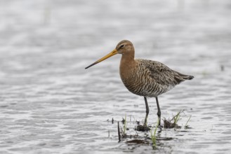 Black-tailed Godwit (Limosa limosa), Lower Saxony, Germany, Europe