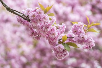 Japanese flowering cherry (Prunus serrulata Kanzan), Emsland, Lower Saxony, Germany, Europe