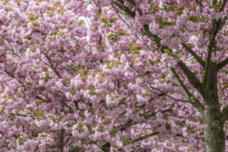 Japanese flowering cherry (Prunus serrulata Kanzan), Emsland, Lower Saxony, Germany, Europe